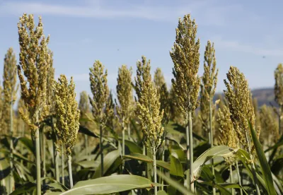 Plantação de sorgo