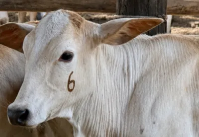 Animais vacinados recebem marcas garantindo que foram imunizados