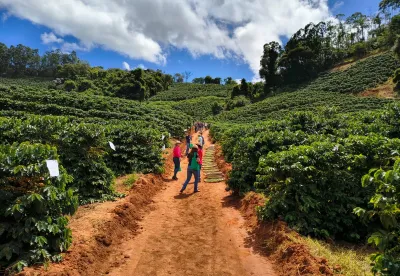 Projeto Avaliação de Cultivares de Café
