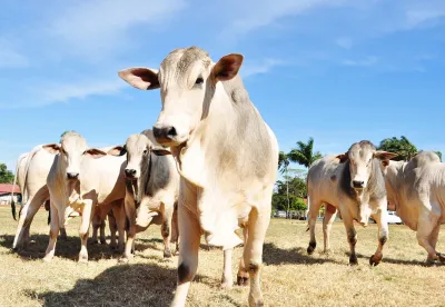 O segmento das carnes foi o principal destaque de crescimento no quadrimestre