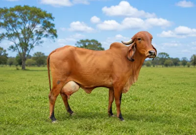 O animal é referência nacional na seleção e no melhoramento genético do gado Gir Leiteiro