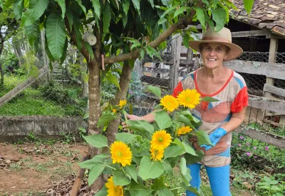 Produtora de café aposta também na produção de girassóis