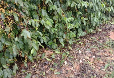 Produção de café afetada pelas chuvas de granizo