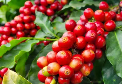 Café ainda é dominante nas exportações do agronegócio mineiro