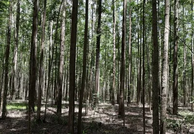 Alexandre Amaral - Emater-MG