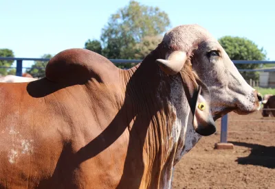 O Leilão Gir Leiteiro integra a programação oficial da Expozebu