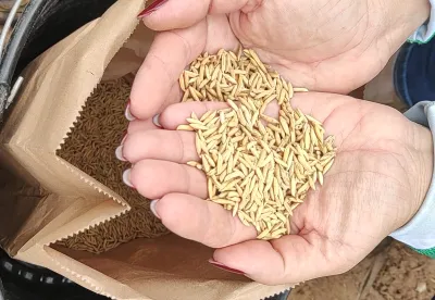 O arroz vem complementar uma renda que o produtor já tem, além de ser uma cultura rústica e de fácil adaptação