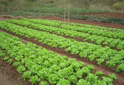 O foco do curso é ensinar os produtores a produzir adubos orgânicos, organominerais, fertilizantes líquidos