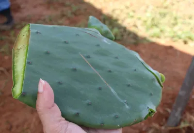 Imagem de uma palma forrageira cortada