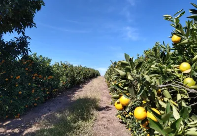 As iniciativas buscam ampliar as oportunidades para a fruticultura regional