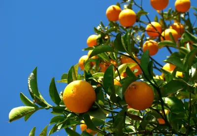 Cultivo de laranja é uma das opções para a agricultura familiar na Zona da Mata