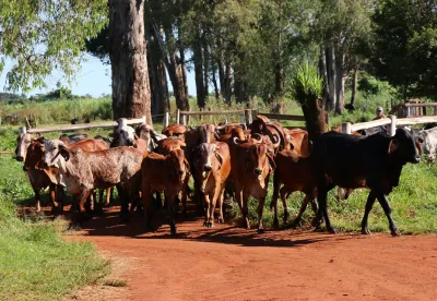 A oportunidade é voltada para produtores que desejam melhorar a genética do rebanho