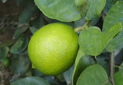A exportação de frutas atingiu valor recorde para o mês de janeiro