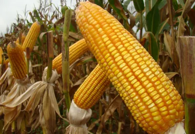 No evento, serão difundidos conhecimentos voltados à produção da silagem