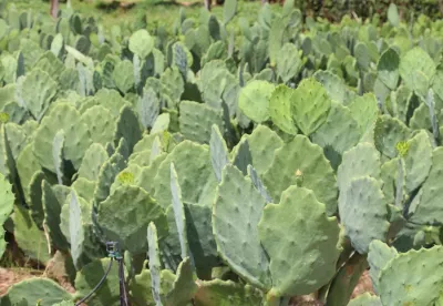As atividades serão realizadas em Janaúba e Nova Porteirinha