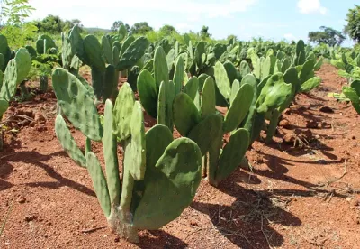 O evento técnico-científico integra a programação do Palmatech 2026