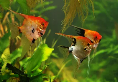 O objetivo é promover a profissionalização e a sustentabilidade ambiental da atividade