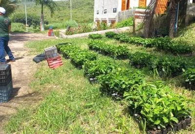 Pesquisadores e extensionistas  acompanham plantio de café