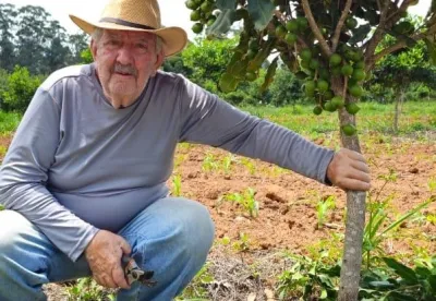Antônio Alves Salgado produz macadâmia, em Andrelândia, no Sul de Minas
