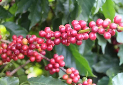 Os estudos buscam identificar as variedades de café mais adequadas às diferentes condições de clima, solo e relevo