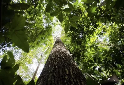 Tecnologia Blockchain garante eficiência e segurança ao setor florestal de Minas Gerais 