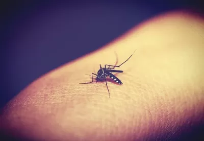 Mosquito