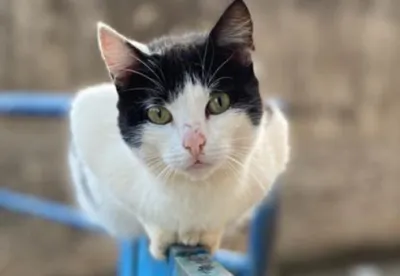 Gato