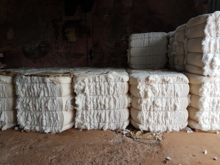 ALGODAO-DIVULGACAO_SEAPA