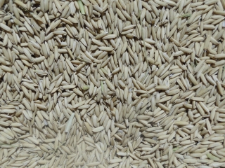ARROZ