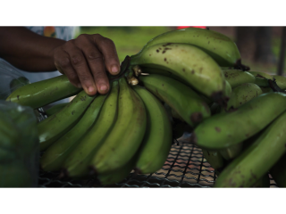 BANANA-DIVULGACAO_SEAPA
