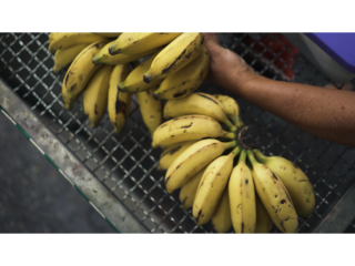 BANANA-DIVULGACAO_SEAPA