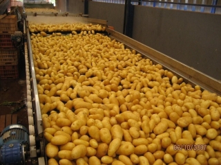 BATATA-DIVULGACAO_SEAPA