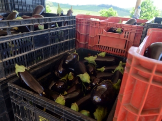 BERINGELAS EM CAIXAS