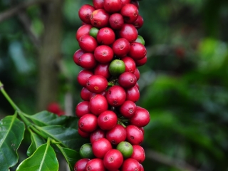CAFÉ