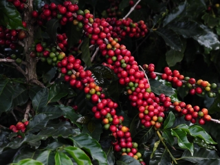 CAFÉ