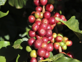 CAFÉ