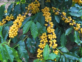 CAFÉ