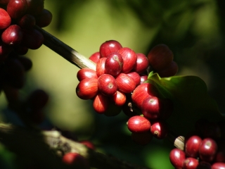 CAFÉ