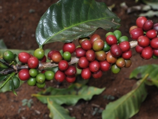 CAFÉ
