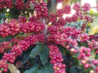 CAFÉ