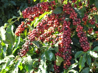 CAFÉ