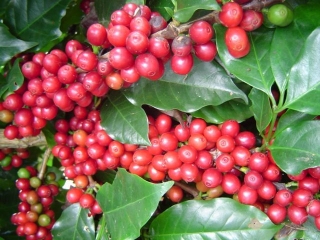 CAFÉ