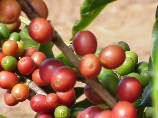 CAFÉ