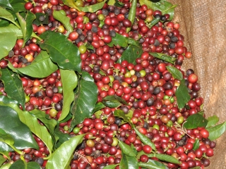 CAFÉ
