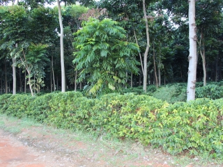 CAFÉ