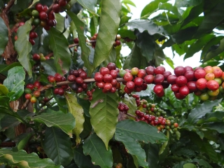 CAFÉ
