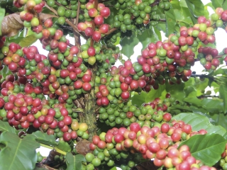 CAFÉ