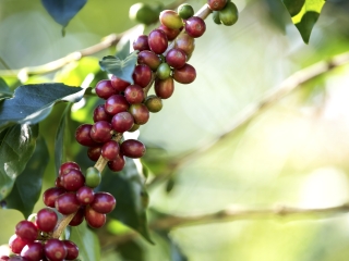 CAFÉ