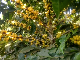 CAFÉ