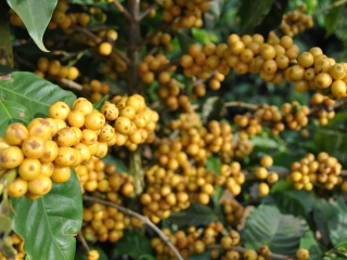 CAFÉ